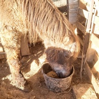 photo de livraison pour Equi-Libre : Droit à la Retraite Equine
