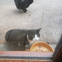 photo de livraison pour Chat de Gout'hier sans Toit