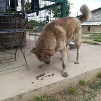 photo de livraison pour Udruženje za zaštitu životinja "Pongo"