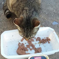 photo de livraison pour Les Chats-Pitresdelavi-Ste