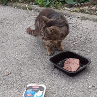 photo de livraison pour Venelles chats