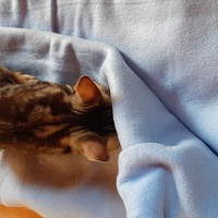 photo de livraison pour Bien vivre avec les Chats Sallélois