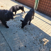photo de livraison pour Nobody's Dog France