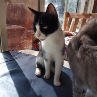 photo de livraison pour Amicale Chats