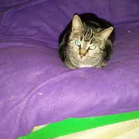 photo de livraison pour Les chats de chez nous