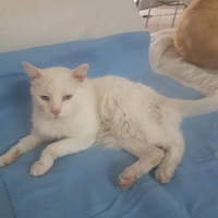 photo de livraison pour Les chats de l'Indifférence