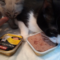 photo de livraison pour Les Chats libres de Fleurance