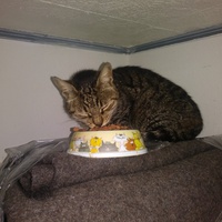 photo de livraison pour Protect Cat