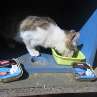 photo de livraison pour Jardin des Chats