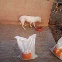 photo de livraison pour L'Arche de Noé