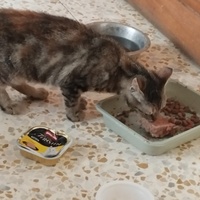 photo de livraison pour Cat Miaou