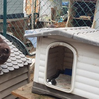 photo de livraison pour Chats Libres de Béziers
