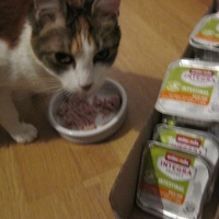 photo de livraison pour Au Bonheur des Chats Libres