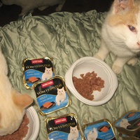 photo de livraison pour Jardin des Chats