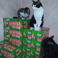 photo de livraison pour Les Pattounes de l'Espoir
