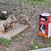 photo de livraison pour Azil za pse"Poslednja oaza"