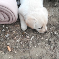 photo de livraison pour Help Doggy