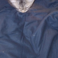 photo de livraison pour Amicale Chats