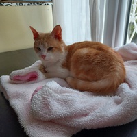 photo de livraison pour Association Des  Chats  De Hyeres