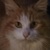 photo animal