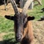photo animal