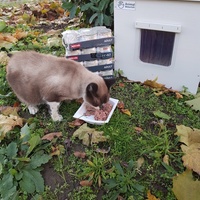 photo de livraison pour La Vraie Magie des Chats