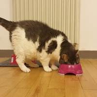 photo de livraison pour Animacoeur
