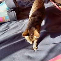 photo de livraison pour Les Amis de Michouette