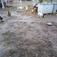 photo de livraison pour Serbian Society for the Protection of Animals - SSPA
