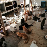 photo de livraison pour Help Adopt Moroccan Animals