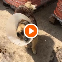 photo de livraison pour Saving Orphaned Souls Sheila's Animal Rescue Mission