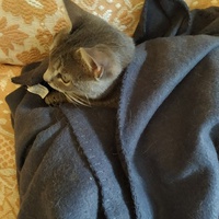 photo de livraison pour Les Chats Libres de la Canterrane