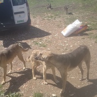 photo de livraison pour Sanctuaire de la Faune de Tanger (SFT)