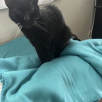 photo de livraison pour Les chats de chez nous