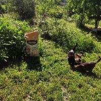 photo de livraison pour Ecole du Chat des Alpilles
