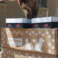 photo de livraison pour FELINS VAGABONDS