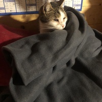 photo de livraison pour Les chats de chez nous