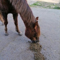 photo de livraison pour Au Bonheur Animal