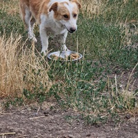 photo de livraison pour Serbian Society for the Protection of Animals - SSPA