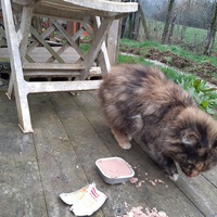 photo de livraison pour Chats errants du val du crenu