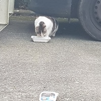 photo de livraison pour La Vraie Magie des Chats