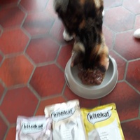 photo de livraison pour Chat Va Bien