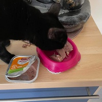 photo de livraison pour Chat Suffit a.sb.l.