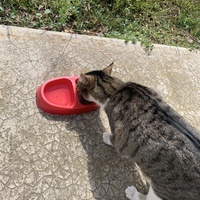 photo de livraison pour Le Chat Salonais