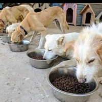 photo de livraison pour SOS Animaux Tunisie