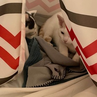 photo de livraison pour Stérilcat 80