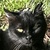 photo animal