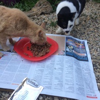 photo de livraison pour Les chats de chez nous
