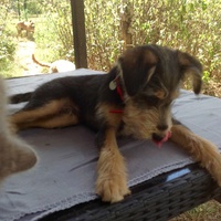 photo de livraison pour SOS Animal Tendresse