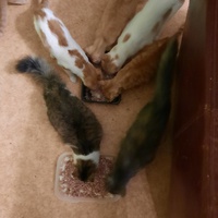 photo de livraison pour Capucine et Compagnie